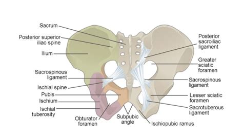 male vs female pelvis 15 major differences with diagram