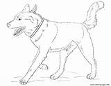 Husky Coloring Pages Dog Realistic Siberian Baby Printable Alaskan Malamute Print Color Running Colouring Puppy Book Online Sketch sketch template