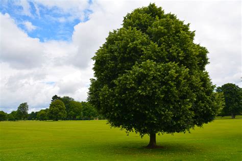 fotos gratis paisaje arbol naturaleza bosque cesped ligero nube cielo campo prado