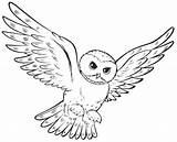 Owl Coloring Pages Pdf Potter Harry Sheets Colouring Printable Kids Choose Board Adult Book sketch template