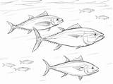 Tuna Tonno Shoal Bluefin Oceaan Kleurplaten Ausmalbild Catfish Zeichnen sketch template