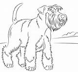 Schnauzer Coloring Miniature Dogs Printable Pages Dog Mini Schnauzers Adult Supercoloring Cartoon Animal Visit Outline Super sketch template