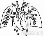 Lungs Heart Outline Anatomy Clipart Human Size Health Large Members Transparent Available Gif Classroomclipart sketch template