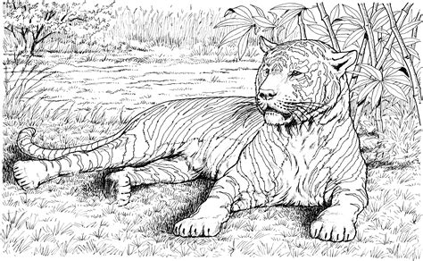 tiger coloring page coloring home