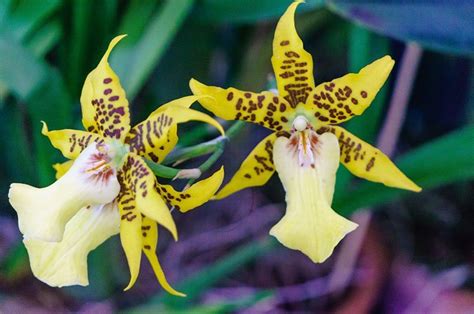 7 Famous Types Of Orchids You Can Grow Epic Gardening