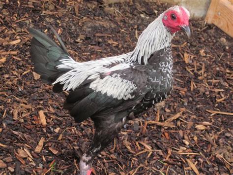 Bantam Breeds Backyard Chickens Learn How To Raise