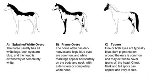 schematic examples  american paint horse coat patterns