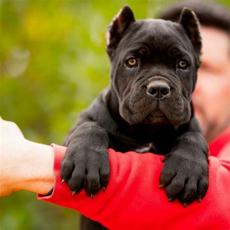 cane corso breeders  rome italy picture bleumoonproductions