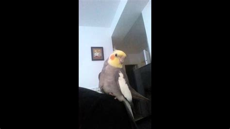 A Sick And Horny Cocktail Parrot Bird Masturbating