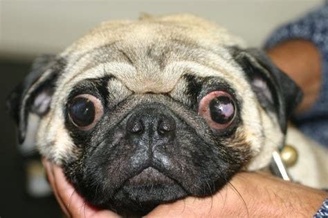 focus referrals the problem with pug s eyes
