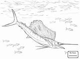 Coloring Pages Sailfish Atlantic Drawing Fish Swordfish Drawings Printable sketch template