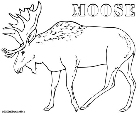 alaskan animals coloring pages realistic alaskan  coloring pages