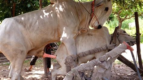 pin by sopheak koy on breeding cow in cambodia romantic