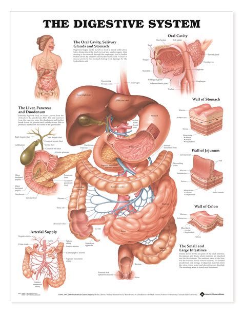 digestive system charts