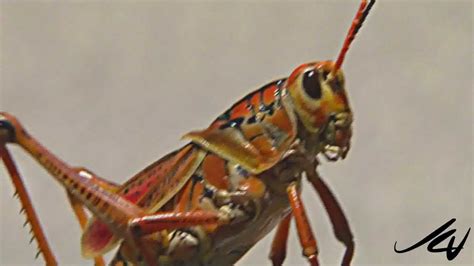 floridas giant orange grasshopper youtube hd youtube
