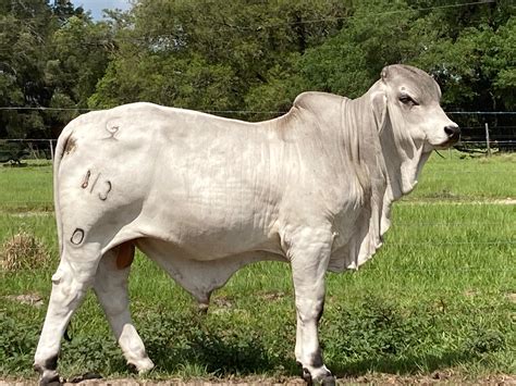 Brahman Sale Cattle Grand Bar Ranch Located In Florida