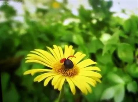 minuscule minuscule    ladybug video dailymotion
