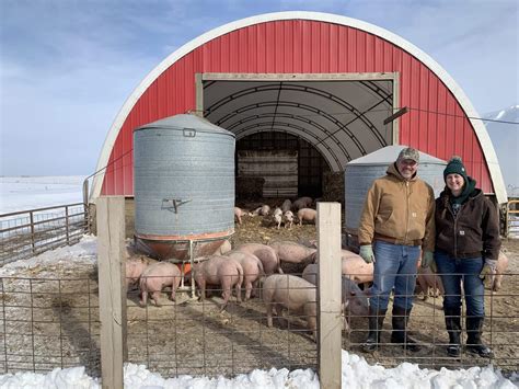 keeping pigs warm  cold weather  niman ranch  niman ranch