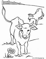 Coloring Pages Cow Cute Cows Pasture Color Kids Calves sketch template