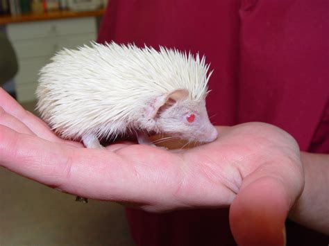 baby hedgehog hoglet care chicago exotics animal hospital