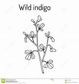 Plant Indigo Wild Vector Medicinal Tinctoria Baptisia Illustration sketch template