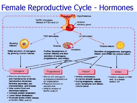 Chapter 28 The Reproductive System The Reproductive Systems
