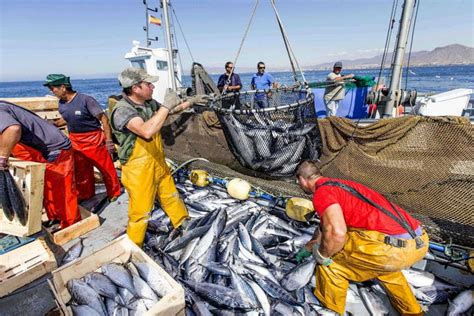 el estandar de pesca responsable de la flota atunera espanola se convierte en referente