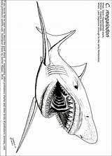 Megalodon Prehistoric Shark Awesome Libcat sketch template