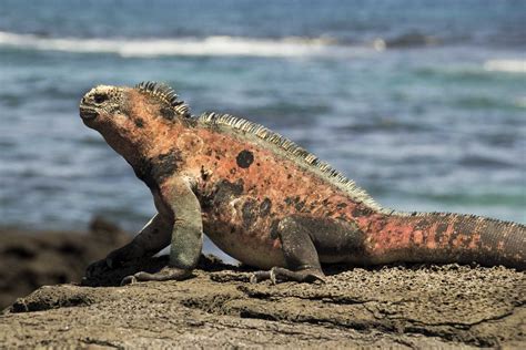 galapagos marine iguana international iguana foundation