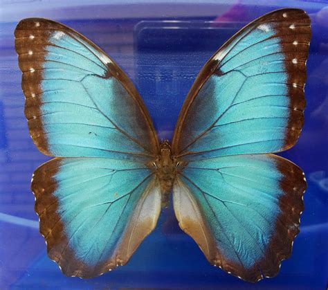 la montana de macgiver mariposa morpho menelaus