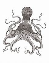Octopus Coloring Pages Adults Kidspressmagazine Now Ocean Animal sketch template