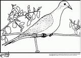 Dove Coloring Pigeon Pages Clipart Colors Team Library Falcon Books sketch template