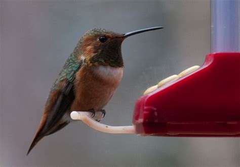 allens hummingbird massachusetts avian records committee