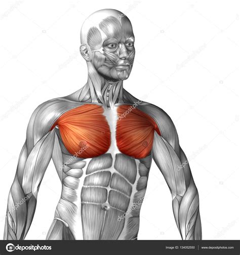 human chest muscles stock photo  cdesign