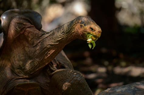 Diego The Tortoise With A Species Saving Sex Drive Is Retiring