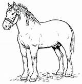 Coloring Pages Horse Getdrawings Clydesdale sketch template