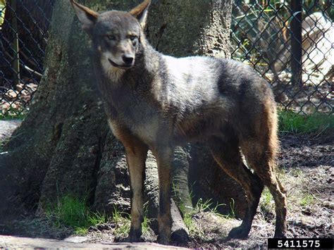 red wolf canis rufus natureworks