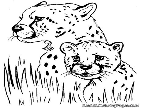 cheetah family coloring pages esyasa tiyorum
