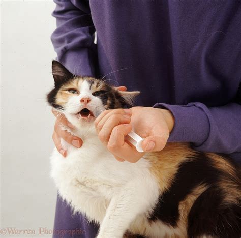 give cats liquid medicine  mouth cat meme stock pictures