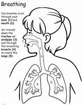Respiratory Worksheets Lungs Breathe Respiratorio Lung Sheets Systems Labeled Digestive Kid Aparatos Teeleg Fun Aparato Getdrawings Guardería Repiratorio Matemáticas Psicologia sketch template