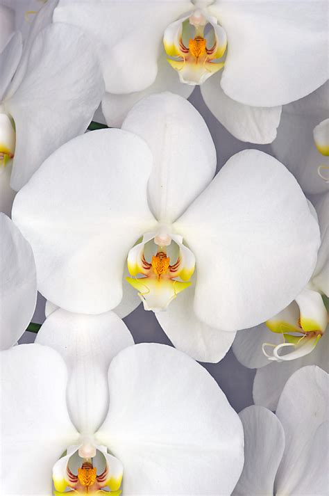 white phalaenopsis orchid phalaenopsis sogo yukidian  flickr