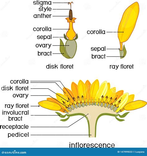 structure  flower  sunflower  cross section structure  ray