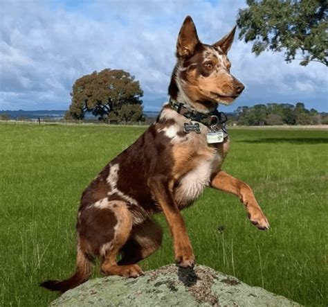 longest living australian dog breeds  canine profile
