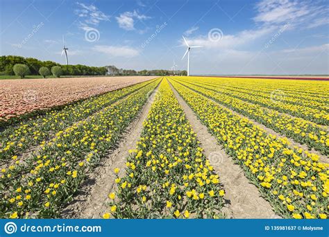 Colorful Yellow Dutch Tulips In A Flower Field And A