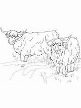 Highland Pages Cow Coloring Scottish Colouring Cattle Printable Highlands Cows Template Choose Board Supercoloring sketch template