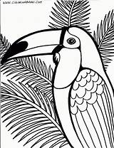 Coloring Toucan Birds Pages Bird Printable Color Tucan Parrot Owl sketch template