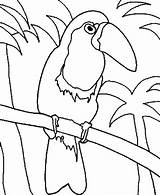 Toucan Getcolorings sketch template