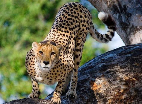 differences  asiatic cheetahs  african cheetahs worldatlas