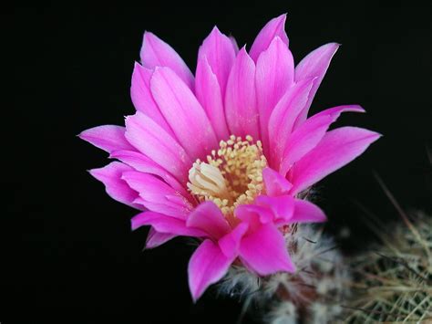 filecactus flower bloomingjpg