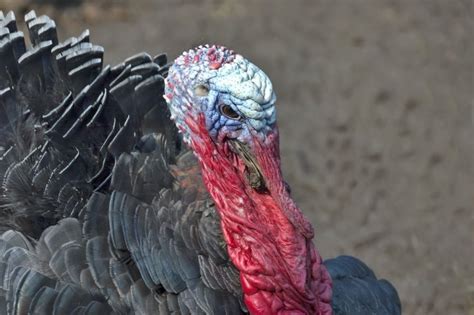 bronze broad breasted turkey poults unsexed